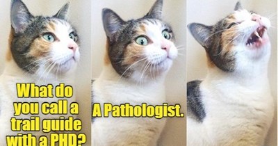 Joke Cat shouldn't quit his day job.