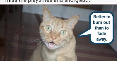 Hey, hey, meow meow