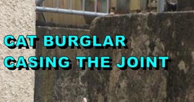 Cat Burgler