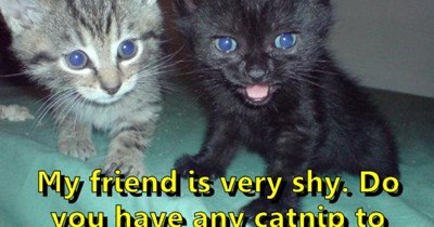Just a little catnip