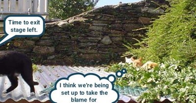 Sneaky cat