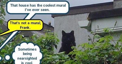 A different purrspective