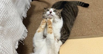 All your fault, human