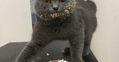 Just desserts.