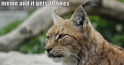 Where's the meowing respect?