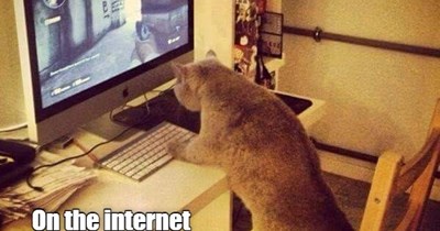 Are you a cat?