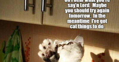 All the cat things.
