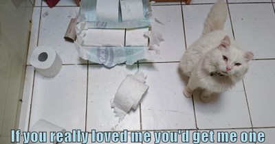 If you really loved me you'd get me one of great big giant packages with 24 rolls!