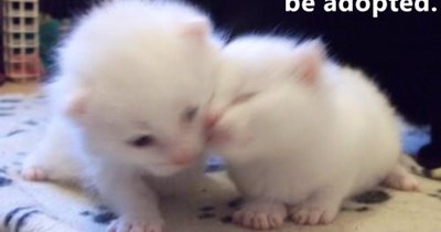 Chin up, you're cute enough to be adopted.