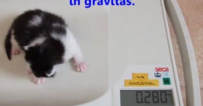 What I lack in gravity, I make up in gravitas.