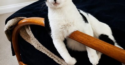 Wut?