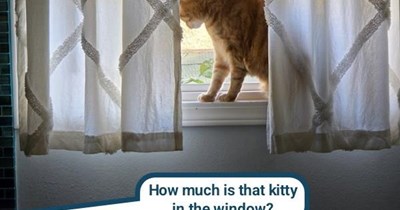 "I do hope that kitty" is available for cuddles