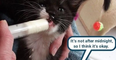 Mogwai cat
