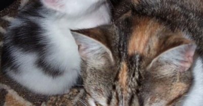 Go Momcat