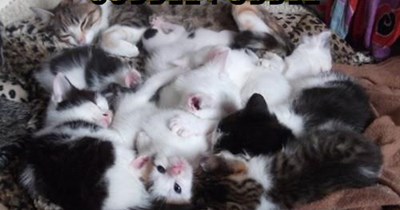 Pit of kits
