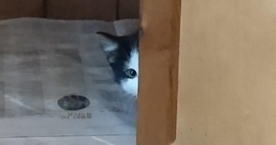 I heard someone say Vet!