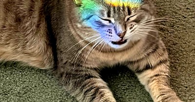 I Can Has Pride