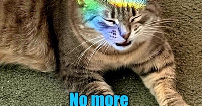 No more plain grey tabby!