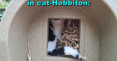 cat-Hobbiton