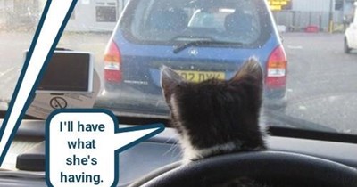 When Furry Met Sally