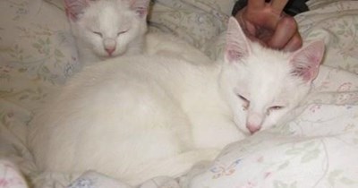 Cats are from Mars