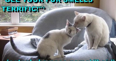 "GEE YOUR FUR SMELLS TERRIFIC!"*  (actual shampoo name)('hair')