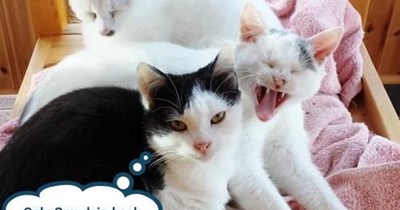 ROOOWWRRRR!