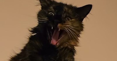 Fitting feline face