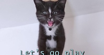 Let's go play outside human.
