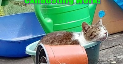 helping my human with the garden exhausting work!