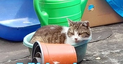 Hoo Needz a Bukkit