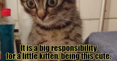 It is a big responsibility for a little kitten, being this cute