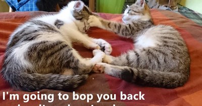 Bop you back