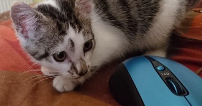 Mice are hard now...