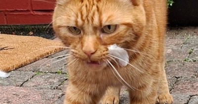Not Guilty!