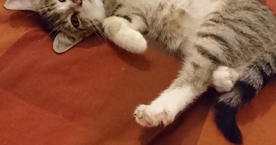 Dazzling display of cuteness