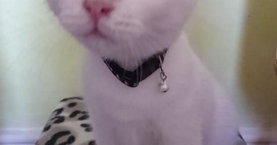 Don't leave me, hooman