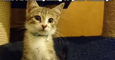 Why would you suspect innocent little me?
