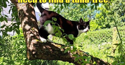 Find a Tuna-Tree