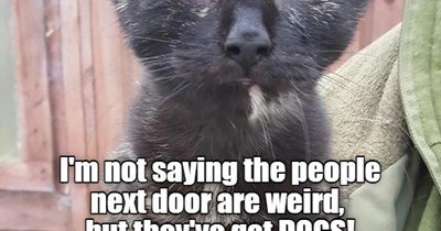I'm not saying it, but they are!