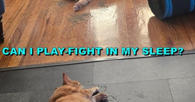 Just... Right here... ZzZz