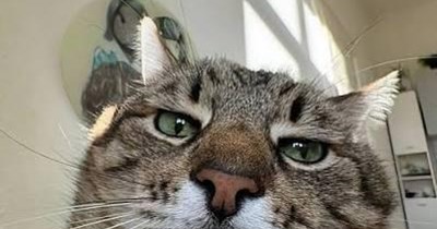 Do better, hooman.
