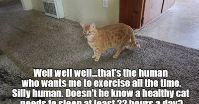 Silly human