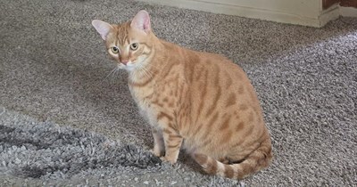 Half-measures, human.