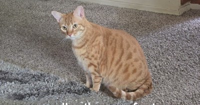 the purrfect weight