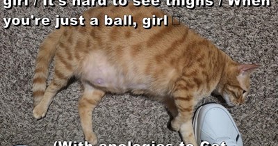 (With apologies to Cat Stevens/"Wild World")