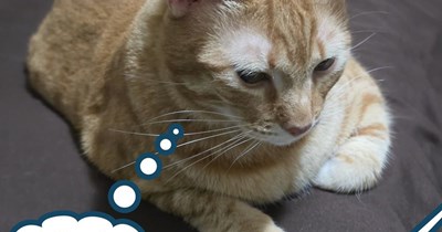 Pawsitive meowtivation