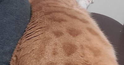 Meowral supurrt