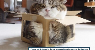 No cat did/does boxes like Maru