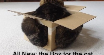 Your cat will want one too!